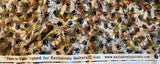 camouflage with black paw prints quilters cotton fabric by the yard, Paws for Valor designed for Exclusively Quilters, valor quilt